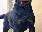 Rottweiler Male for Crossing