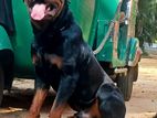 Rottweiler Male for Crossing