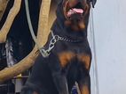 Rottweiler Male for Crossing