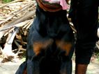 Rottweiler Male for Crossing