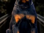 Rottweiler Male for Crossing
