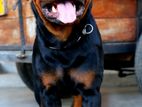 Rottweiler Male for Crossing