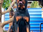 Rottweiler Male for Crossing