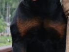 Rottweiler Male for Crossing