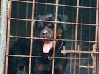 Rottweiler Male for Crossing