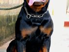 Rottweiler Male for Crossing