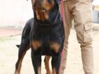 Rottweiler Male for Crossing
