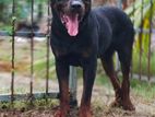 Rottweiler Male for Crossing