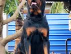 Rottweiler Male for Crossing