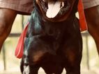 Rottweiler Male for Crossing