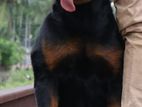 Rottweiler Male for Crossing