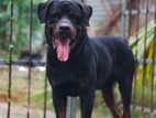 Rottweiler Male for Crossing
