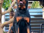 Rottweiler Male for Crossing