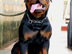 Rottweiler Male for Crossing