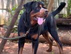 rottweiler male for crossing