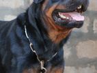 Rottweiler Male for Crossing