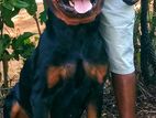 Rottweiler Male Dog for Crossing