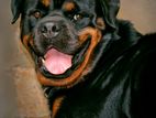 Rottweiler Male for Crossing