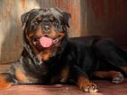 Rottweiler Male for Crossing