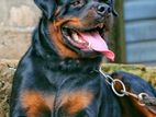 Rottweiler Male for Crossing