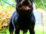 Rottweiler Male for Crossing