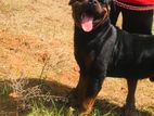 Rottweiler Male for Crossing