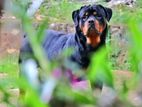Rottweiler Male for Crossing