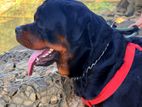 Rottweiler Male for Crossing
