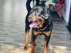 Rottweiler Male For Crossing