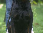 Rottweiler Male For Crossing (stud)