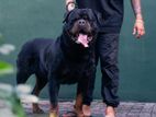 Rottweiler Male for Crossing (Stud)