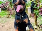 Rottweiler Male for Crossing - Stud