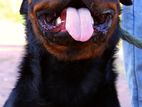 Rottweiler Male for Crossing / Stud