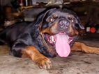 Rottweiler Male for Crossing/Stud