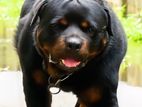 Rottweiler Male for Crossing / Stud