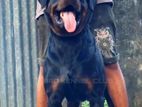 Rottweiler Male for Crossing