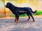 Rottweiler Male for Crossing / Stud