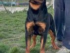 Rottweiler Male For Crossing STUD