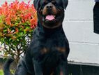 Rottweiler Male for Crossing