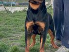 Rottweiler Male For Crossing(STUD)