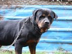 Rottweiler Male