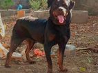 Rottweiler Male for Sale