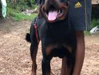 Rottweiler Male