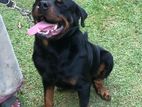 Rottweiler Male Dog