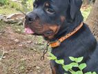 Rottweiler Male