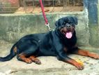 Rottweiler Male