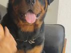 Rottweiler Male for Stud/crossing KASL