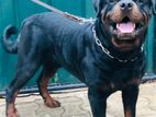 Rottweiler Male for Stud Service/crossing