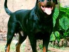 Rottweiler Male for Stud Service