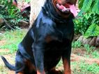 Rottweiler Male for Stud Service